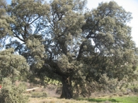 M.N. nº 44 Encinas de Olóriz. Quercus ilex subsp. ballota (Desf.) Samp.