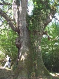 MN nº 45 Quercus robur L. x Quercus humilis Mill., Robles de Irañeta