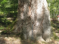 MN n� 47. Quercus petraea (Matt.) Liebl., Roble de Etxarri Aranatz.