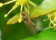 Rhamphomyia cf. variabilis