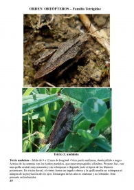 Tetrix undulata