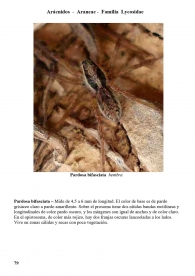 Pardosa bifasciata