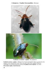Psylliodes tricolor