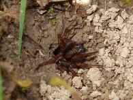 Anoplius viaticus - introduciendo araña en el nido-