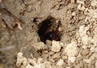 Anoplius viaticus - introduciendo ara�a en el nido-