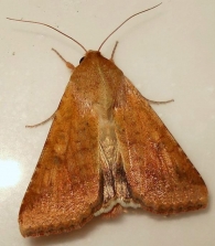 Helicoverpa = Heliothis armigera