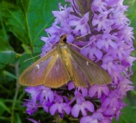 Cydalima perspectalis (Walker, 1859). Polilla del boj.