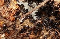 Plagiolepis pygmaea -hormiguero con obreras, nodrizas y larvas-