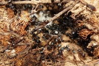 Plagiolepis pygmaea - hormiguero con obreras, nodrizas y larvas-