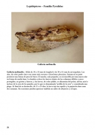 Galleria mellonella