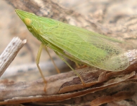 Dictyophara = Epiptera multireticulata 2