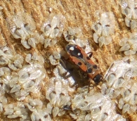 Horvathiolus superbus (Pollich, 1781). Chinche de las semillas. 2