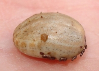 Dermacentor reticulatus  -hembra grávida- 3