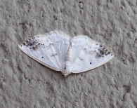 Lomographa temerata
