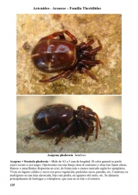 Asagena phalerata