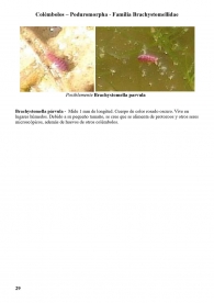 Brachystomella parvula