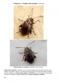 Chaetocnema concinna