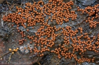 Trichia scabra Rostaf. 1875