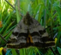Synthymia fixa (Fabricius, 1787) = Noctua fixa.