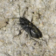 Aphanus rolandri (Linnaeus, 1758). 3