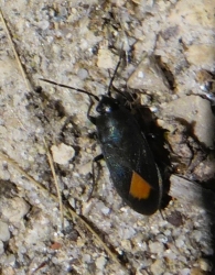 Aphanus rolandri (Linnaeus, 1758). 4