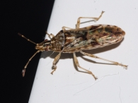 Belonochilus numenius 3