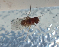 Drosophila melanogaster  -hembra-