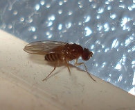 Drosophila melanogaster  -hembra- 2