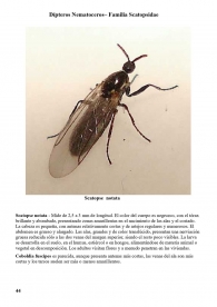 Scatopse notata