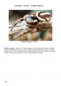 Pellenes arciger