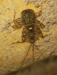 Ecdyonurus cf. torrentis  - larva/ninfa_