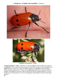Lachnaia paradoxa