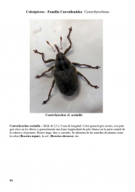 Ceutorhynchus assimilis