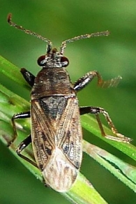 Peritrechus gracilicornis