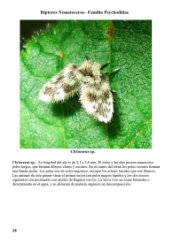 Clytocerus sp.