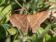 Scopula rubiginata