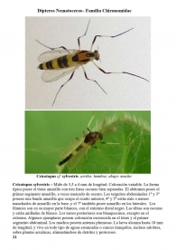 Cricotopus sylvestris