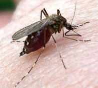 Ochlerotatus = Aedes caspius  -hembra-