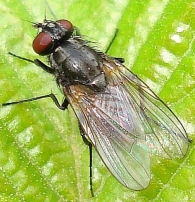 Hydrotaea cyrtoneurina 4
