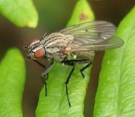 Anthomyia liturata