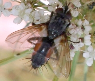 Eriothrix rufomaculatus