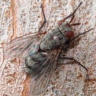 Triarthria setipennis