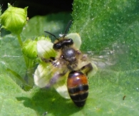 Andrena florea Fabricius, 1793. Abeja de prado.