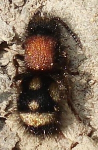 Physetopoda punctata  -hembra- 2