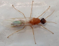 Camponotus = Colobopsis cf. truncatus  -macho-