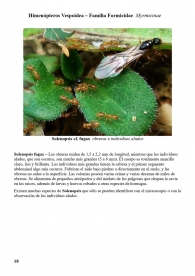 Solenopsis fugax