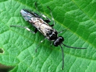Macrophya albicincta = alboannulata