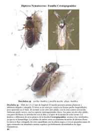 Dasyhelea sp.