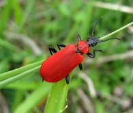 Pyrochroa coccinea (Linnaeus 1761). Escarabajo cardenal. Foto de Maribel Inza.