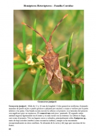 Gonocerus juniperi